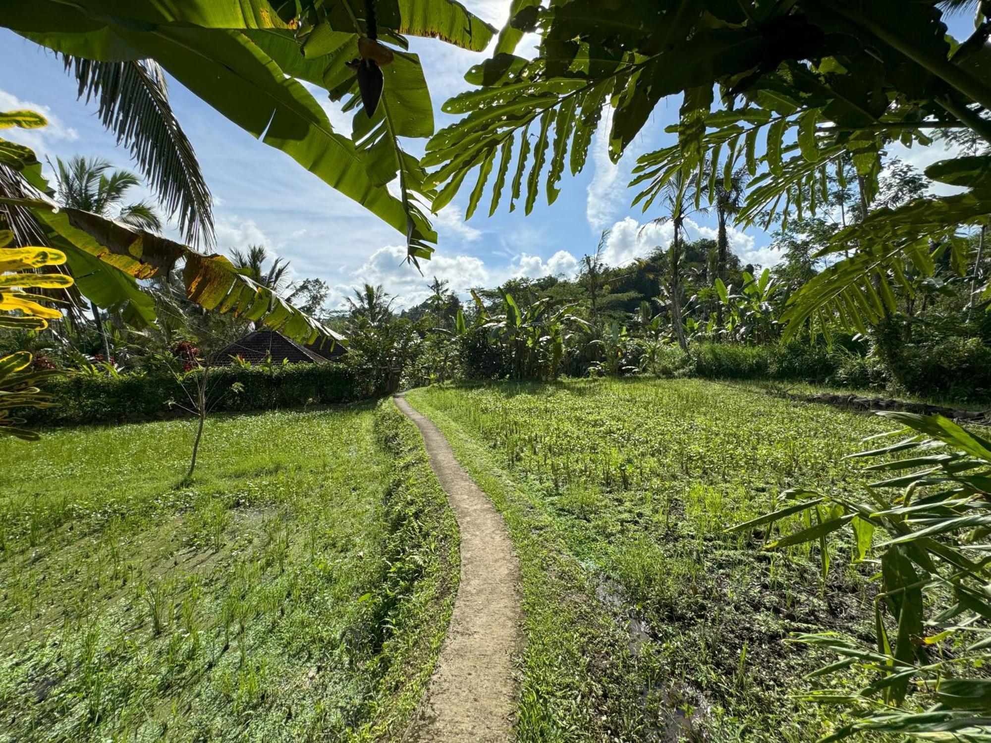Payangan Dewa Jati Cottages מראה חיצוני תמונה